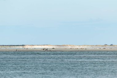 Kuzey Friesland 'daki Frizya adalarındaki çamurlu bir düzlükte foklar uzanıyor, foklar adanın önünde turistler için rottumerplaat yasaklanmış, Avrupa seyahatlerini hatırlıyorlar.