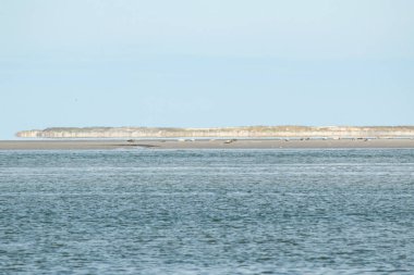 Kuzey Friesland 'daki Frizya adalarındaki çamurlu bir düzlükte foklar uzanıyor, foklar adanın önünde turistler için rottumerplaat yasaklanmış, Avrupa seyahatlerini hatırlıyorlar.