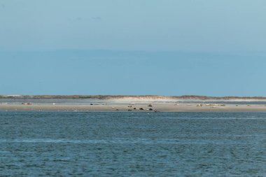 Kuzey Friesland 'daki Frizya adalarındaki çamurlu bir düzlükte foklar uzanıyor, foklar adanın önünde turistler için rottumerplaat yasaklanmış, Avrupa seyahatlerini hatırlıyorlar.