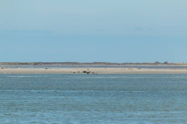 Kuzey Friesland 'daki Frizya adalarındaki çamurlu bir düzlükte foklar uzanıyor, foklar adanın önünde turistler için rottumerplaat yasaklanmış, Avrupa seyahatlerini hatırlıyorlar.