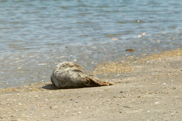 Deniz Köpeği Sahilde Hafif Neredeyse Ölü Huzur Içinde Yat — Stok fotoğraf