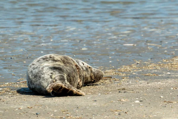 Θαλασσινό Φως Σκυλιών Στην Παραλία Και Είναι Σχεδόν Νεκρός Αναπαύεται — Φωτογραφία Αρχείου