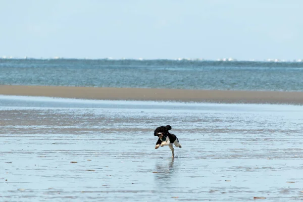 Köpek Kumsalda Mutlu Bir Şekilde Zıplar — Stok fotoğraf