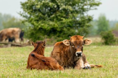 Hollanda Brabant 'taki Maashorst otlağında genç bir buzağının yanında yatan boğa ineği.