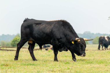 Hollanda 'nın Brabant kentindeki Maashorst' tan barış içinde otlayan Tauros Boğası