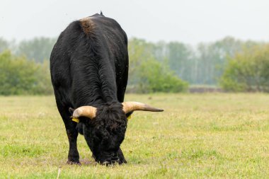Hollanda 'nın Brabant kentindeki Maashorst' tan barış içinde otlayan Tauros Boğası
