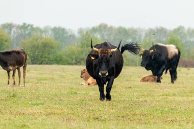 Hollanda Boğa 'sı Hollanda' nın Brabant kentindeki Maashorst doğa koruma alanından geçiyor.