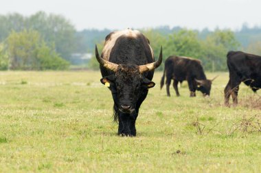 Tauros boğası Hollanda, Avrupa 'nın Brabant eyaletinde Maashorst' ta duruyor.