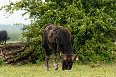 Boğa ineği Brabant, Hollanda 'daki Maashorst' ta otlanıyor.