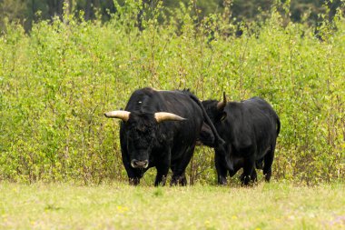Hollanda 'nın Brabant bölgesindeki Maashorst' taki çalılıklardan iki Tauros boğası çıktı.