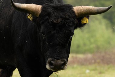 Brabant, Hollanda 'daki Maashorst' ta bir boğa portresi.