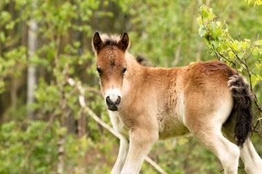 Hollanda Brabant, Hollanda 'daki Hollanda doğasında genç bir exmoor tay atı.
