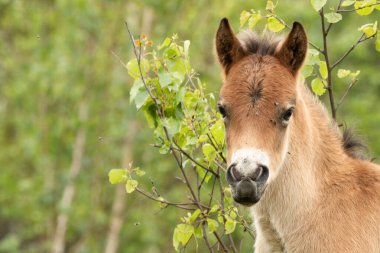 Genç Pony Exmoor tayı bir dalın önünde durduğu resme bakar.