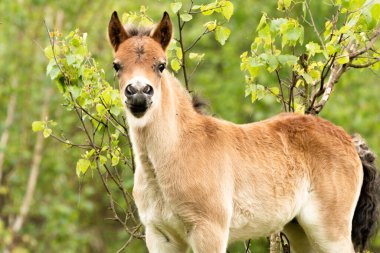 Hollanda Brabant, Hollanda 'da Hollanda doğasında bulunan De Maashorst' ta bir haftalık genç sürgün tayı dalların önünde duruyor.