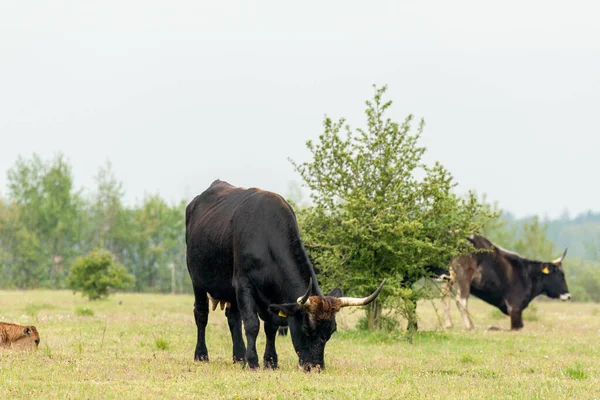 stock image Tauros Bull grazing peacefully in the Dutch nature landscape from the Maashorst in Brabant, Holland