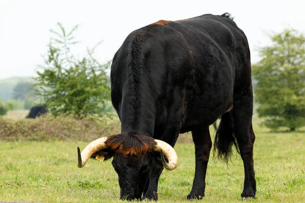 Tauros Bull Pastando Pacíficamente Paisaje Natural Holandés Desde Maashorst Brabante —  Fotos de Stock