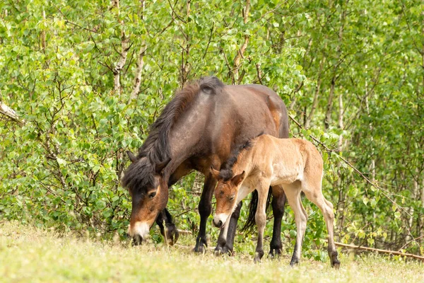 Pony Exmoor tayı, Hollanda Brabant 'taki Maashorst doğa koruma alanında anne atının yanında duruyordu.