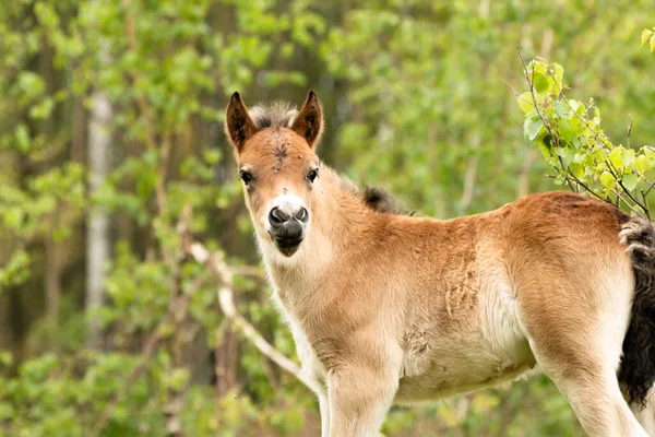 stock image Young exmoor foal horse in the dutch nature reserve de maashorst in Brabant, Holland