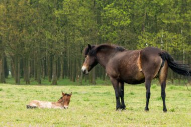 Brabant, Hollanda 'daki Maashorst Ulusal Parkı' nda yerde yatan tayı vahşi Exmoor koruyor.