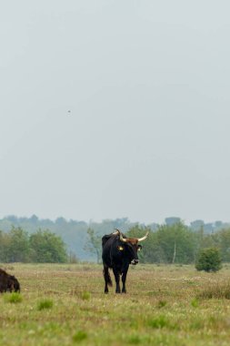 Tauros boğası Hollanda 'daki Maashorst' ta yürüyor.