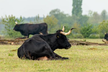 Brabant, Hollanda 'daki Ulusal Park Mashorst' ta oturan vahşi bir Tauros boğası.
