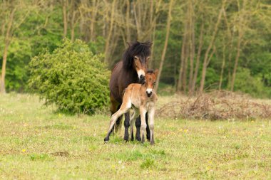 Maashorst 'ta bir midilliyle Exmoor Pony Brabant, Hollanda, Avrupa' da bir doğa rezervi.