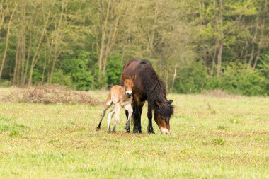 Exmoor Pony, Brabant 'ta' Maashorst 'olarak bilinen Hollandalı doğa koruma alanında annesine bir evcil hayvan verir.