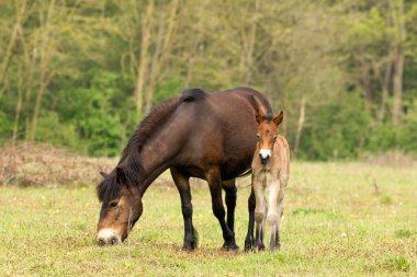 Hollanda Exmoor atı, Hollanda 'nın Brabant ilindeki Maashorst' u korumak için doğadaki genç ekstraor midilliyi koruyor.