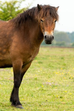 Kameraya bakan bir Exmoor midillisinin portresi