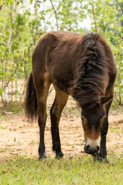 Hollanda Brabant, Hollanda 'daki Maashorst' ta bir Hollanda Exmoor atı otluyor.