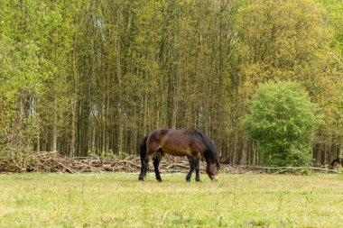 Hollanda doğasında otlayan Exmoor atı Brabant, Hollanda 'daki Maashorst' u rezerve eder.