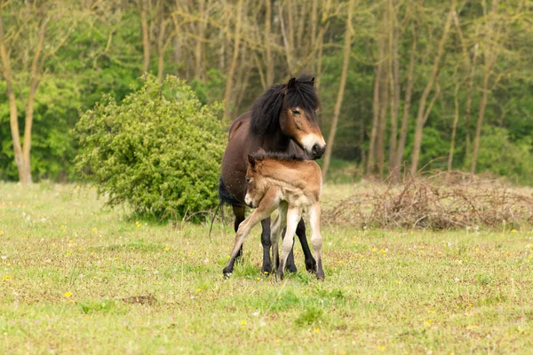 Exmoor Pônei Sua Mãe Animal Estimação Reserva Natural Holandesa Maashorst — Fotografia de Stock