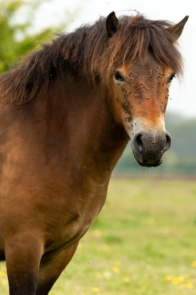 Porträt Eines Exmoor Ponys Maashorst Brabant Holland — Stockfoto