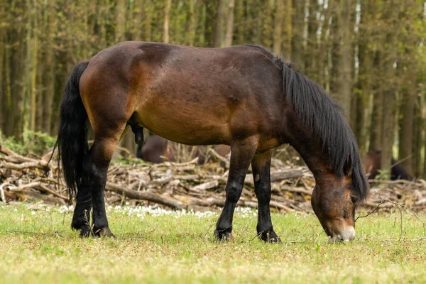 Exmoor Horse Grazing Grass Dutch Nature Reserve Maashorst Brabant Pays — Photo