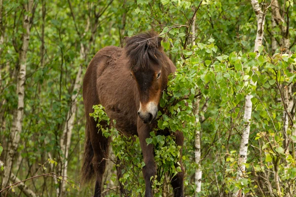 Exmoor Horse Chodzenie Między Gałęziami Maashorst — Zdjęcie stockowe