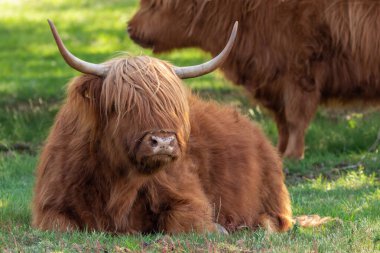 İskoçyalı İskoçyalı, Hollanda 'nın Limburg kentindeki Mookerheide' de ağaçların altında dinleniyor.