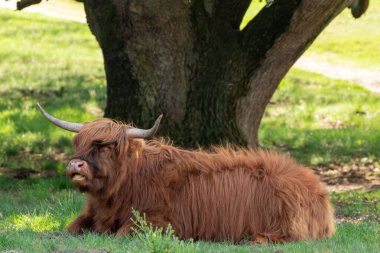 İskoçyalı İskoçyalı, Hollanda 'nın Limburg kentindeki Mookerheide' de ağaçların altında dinleniyor.