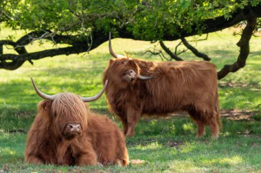 İskoçyalı İskoçyalı ağaçların altında dinlenirken, diğeri Hollanda, Limburg 'daki doğa koruma alanını tırmalıyor.