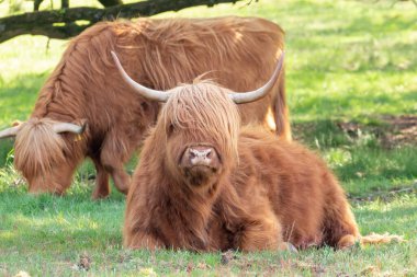 İskoç İskoçyalı ağaçların altında dinlenirken, diğeri Hollanda, Limburg 'daki Mookerheide' de doğa koruma alanında otlanıyor.
