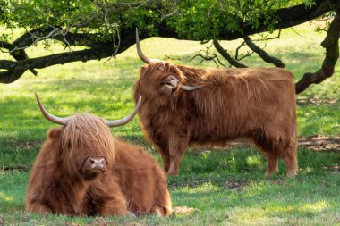 İskoçyalı İskoçyalı ağaçların altında dinlenirken, diğeri Hollanda, Limburg 'daki doğa koruma alanını tırmalıyor.
