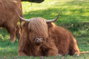 İskoçyalı İskoçyalı, Hollanda 'nın Limburg kentindeki Mookerheide doğa koruma alanında ağaçların altında dinleniyor.