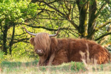 İskoçyalı İskoçyalı, Hollanda 'nın Limburg kentindeki Mookerheide doğa koruma alanında ağaçların altında dinleniyor.