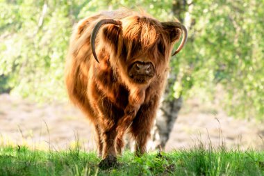 Scottisch Highlander Hollanda 'nın Limburg ilindeki Hollanda doğa rezervi Mookerheide' de kameraya bakıyor.