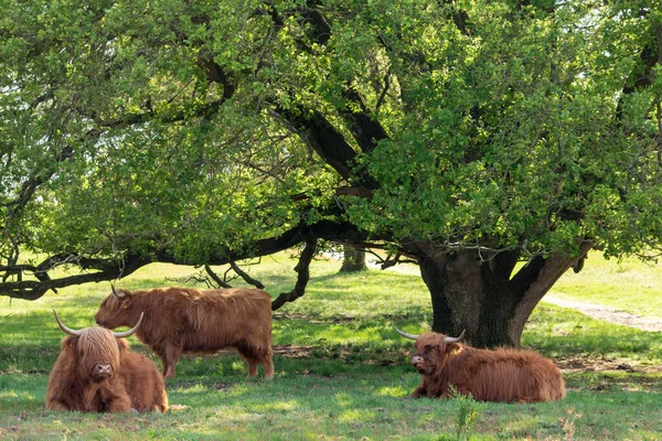 group of Scottish Highlanders takes a rest under the trees on the nature reserve the Mookerheide in Limburg, the Netherlands