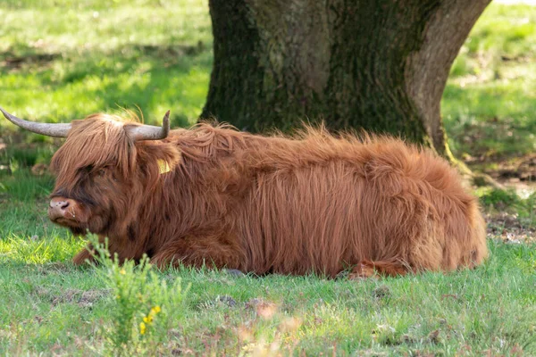 Scottish Highlander Descansa Bajo Los Árboles Reserva Natural Mookerheide Limburgo —  Fotos de Stock