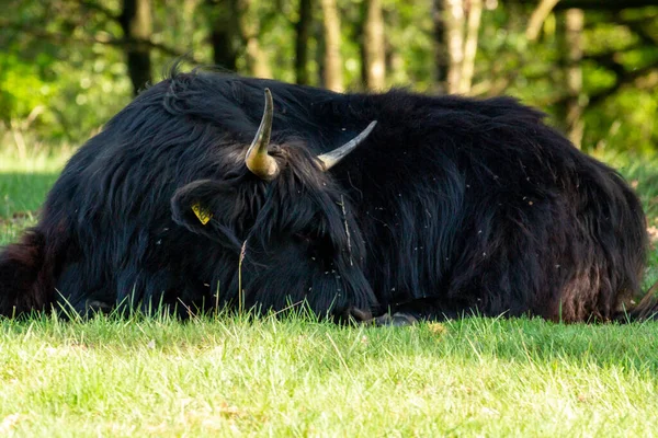 Close Black Scottisch Highlander Sleping Dutch Nature Reserve Mookerheide Province — Fotografia de Stock