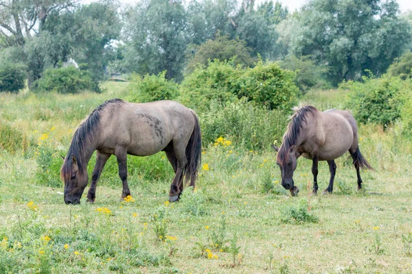 Dwa Konie Konik Wypasu Trawy Lecie Gelderland Europa — Zdjęcie stockowe