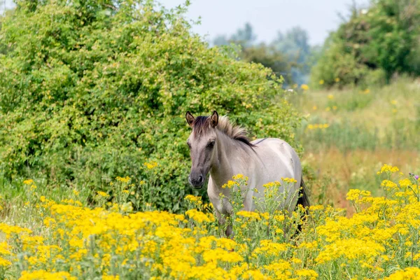A Konik horse stands in the meadow of the yellow watercress in the Oijpolder, in the Netherlands, Europe