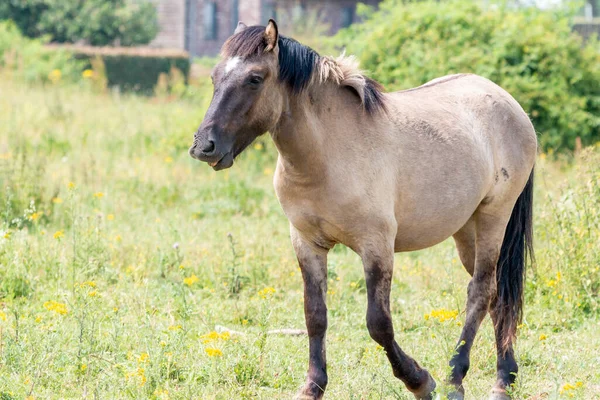 Лошадь Коника Идущая Перед Традиционным Голландским Домом — стоковое фото