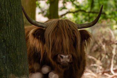 İskoç dağlı, limburg, Holland, Gelderland 'daki Mookerheide' deki sıcak yaz mevsimi nedeniyle gölgedeki ağacın yanında duruyor.